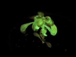 Light-emitting plants may be used to replace Chinese street light in the future